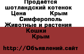 Продаётся шотландский котенок › Цена ­ 3 500 - Крым, Симферополь Животные и растения » Кошки   . Крым